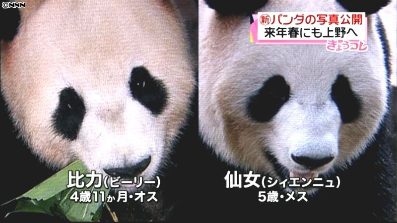 上野動物園に来るパンダ２頭の写真公開