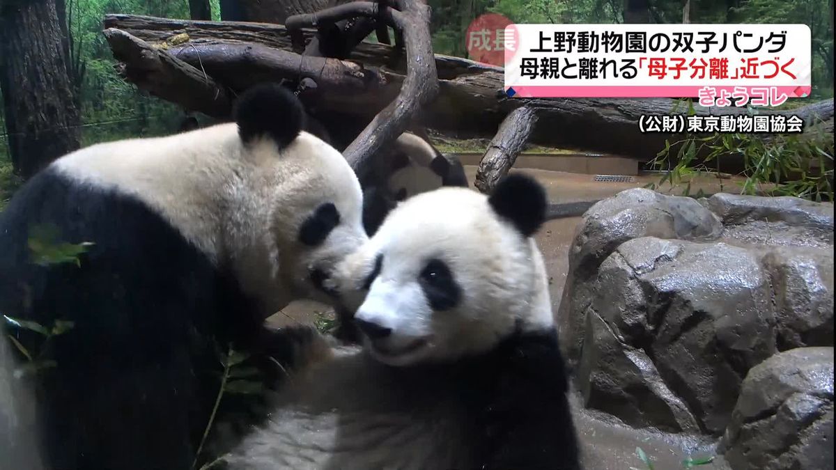 上野動物園“双子パンダ”、遠からず「母子分離」　姉シャンシャンは検疫期間へ