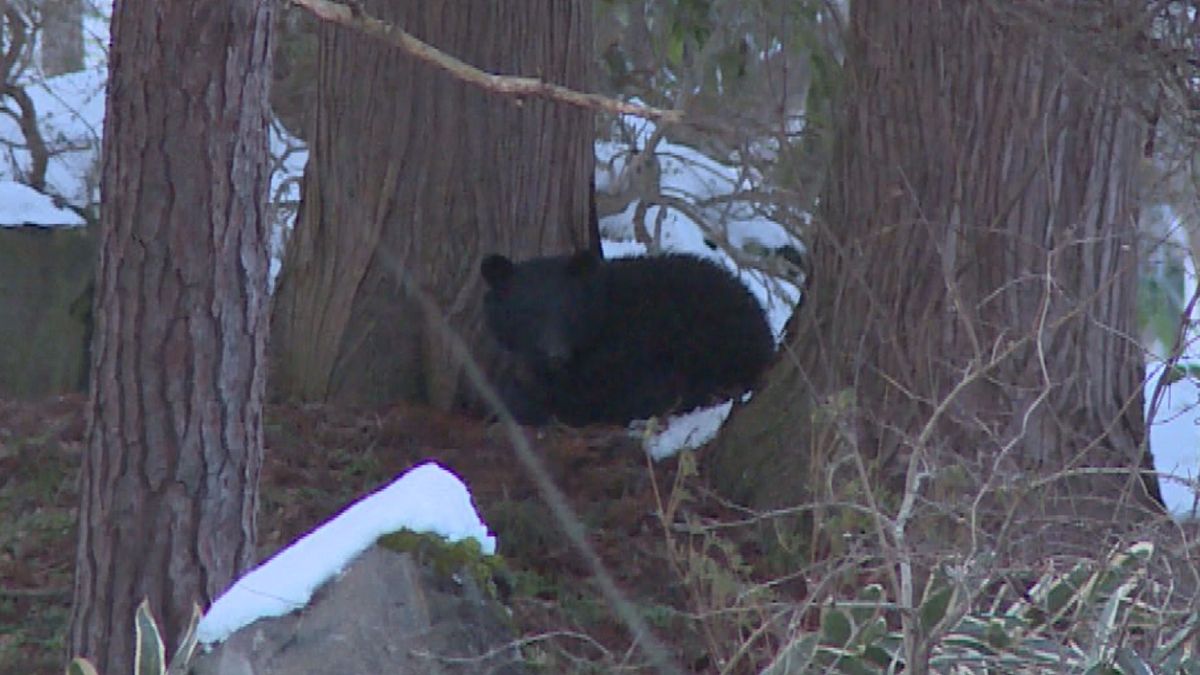 クマなどの捕獲　市街地での猟銃使用条件緩和へ　山形県猟友会「ハンターの不利益にならないように」