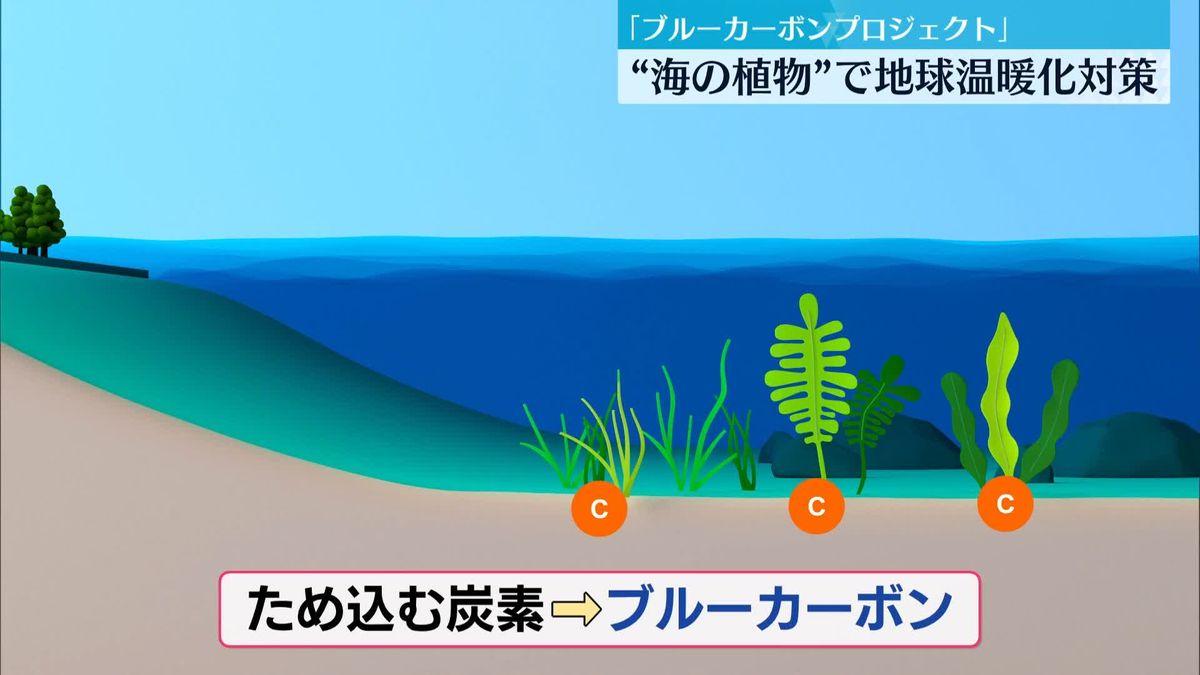 「海の植物」で地球温暖化対策　世界が注目「ブルーカーボンプロジェクト」