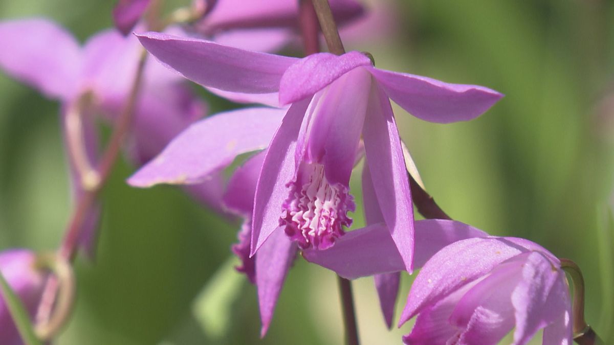 全長7キロ 紫のシランの花が住宅街の道路を彩る 越前市武生南地区で花のまちづくり