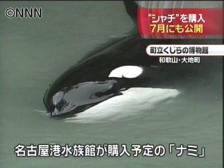 名古屋港水族館 シャチ購入 ７月に公開へ