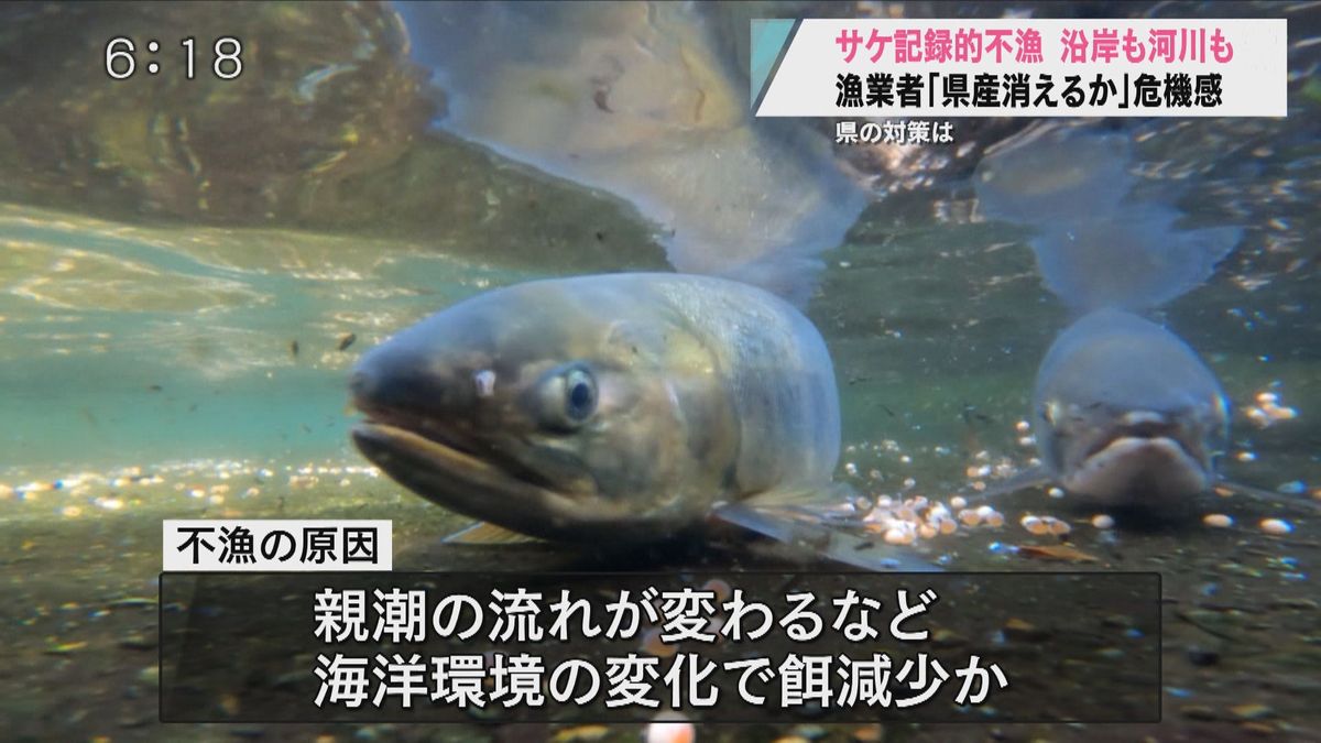 サケ記録的不漁　沿岸も河川も　漁業者「県産消えるか」危機感　青森県の対策は