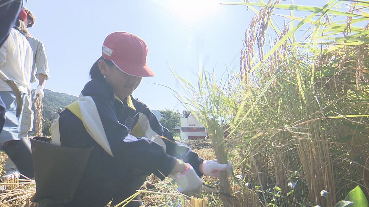 児童が昔ながらの方法でコシヒカリの稲刈りに挑戦 農作業の苦労学ぶ