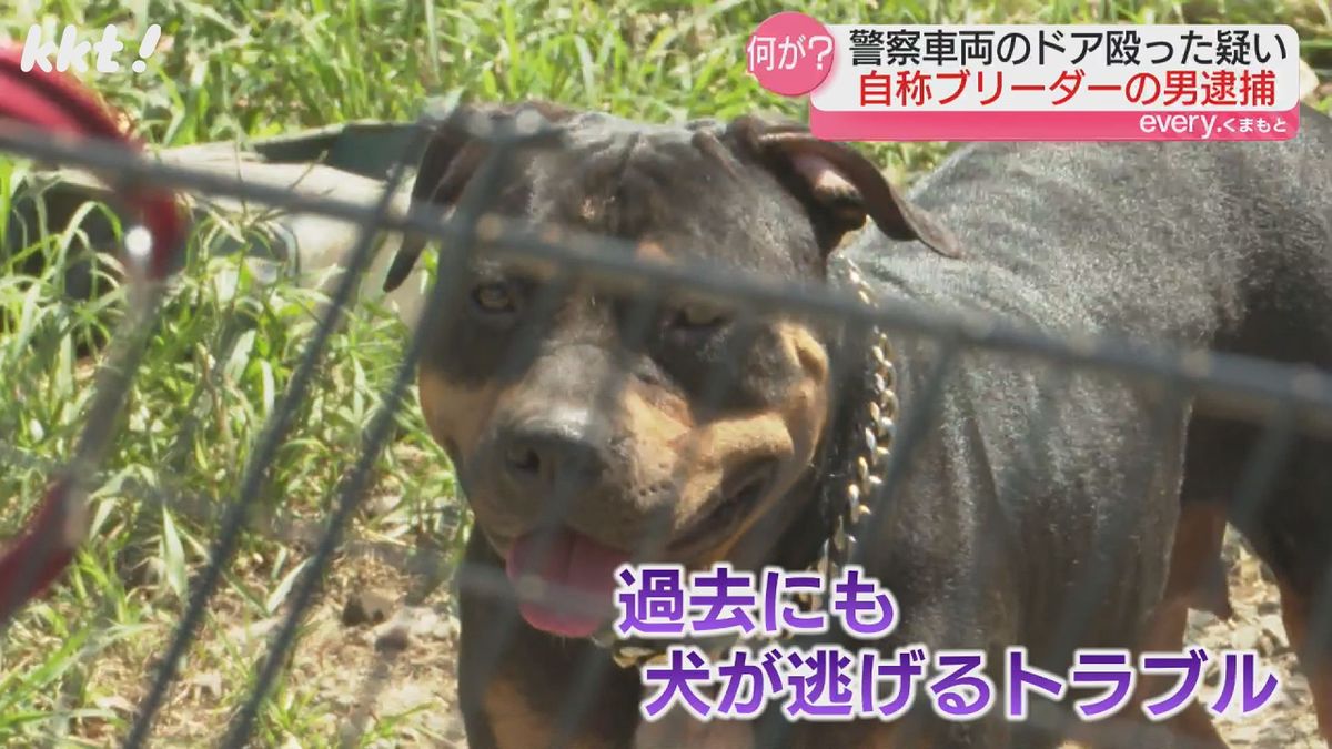 【続報】逃走した"闘犬"など計6匹捕獲 過去にも付近住民巻き込むトラブル