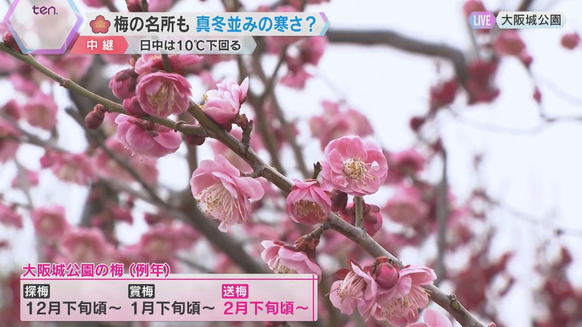 【桃の節句】梅の花は間もなく見ごろ、寒さで開花が2週間遅れる　楽しみ方は3つの段階で　大阪城公園