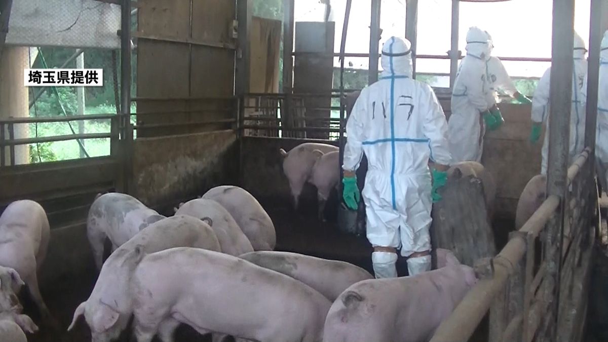 殺処分終了“豚コレラ感染”秩父市の養豚場