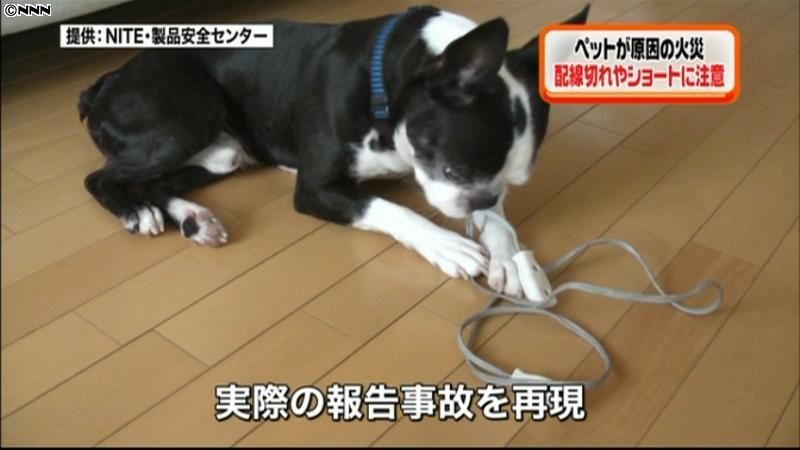 犬がコードを…室内飼いペットが原因で火災