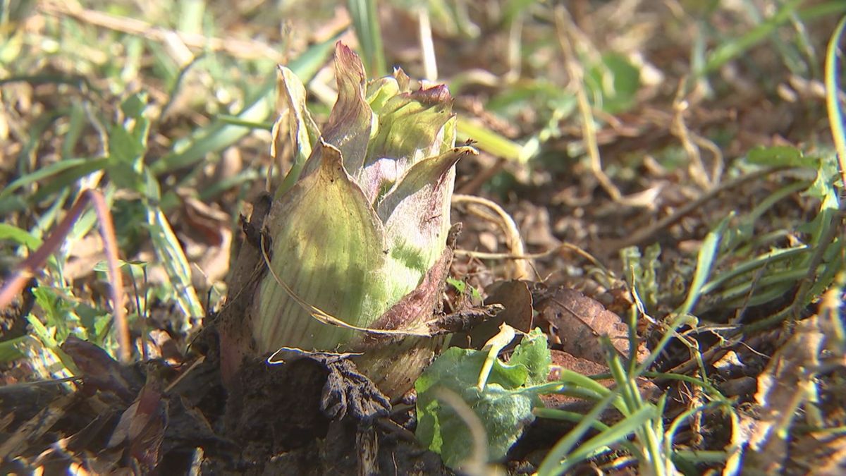 “フキノトウ”の収穫最盛期　おすすめの食べ方は「フキ味噌」　大分