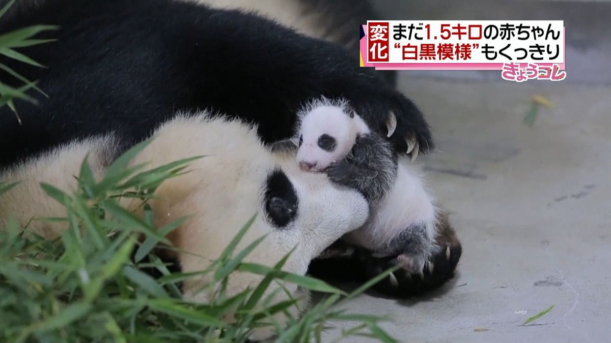 白黒模様もくっきり　パンダの赤ちゃん公開