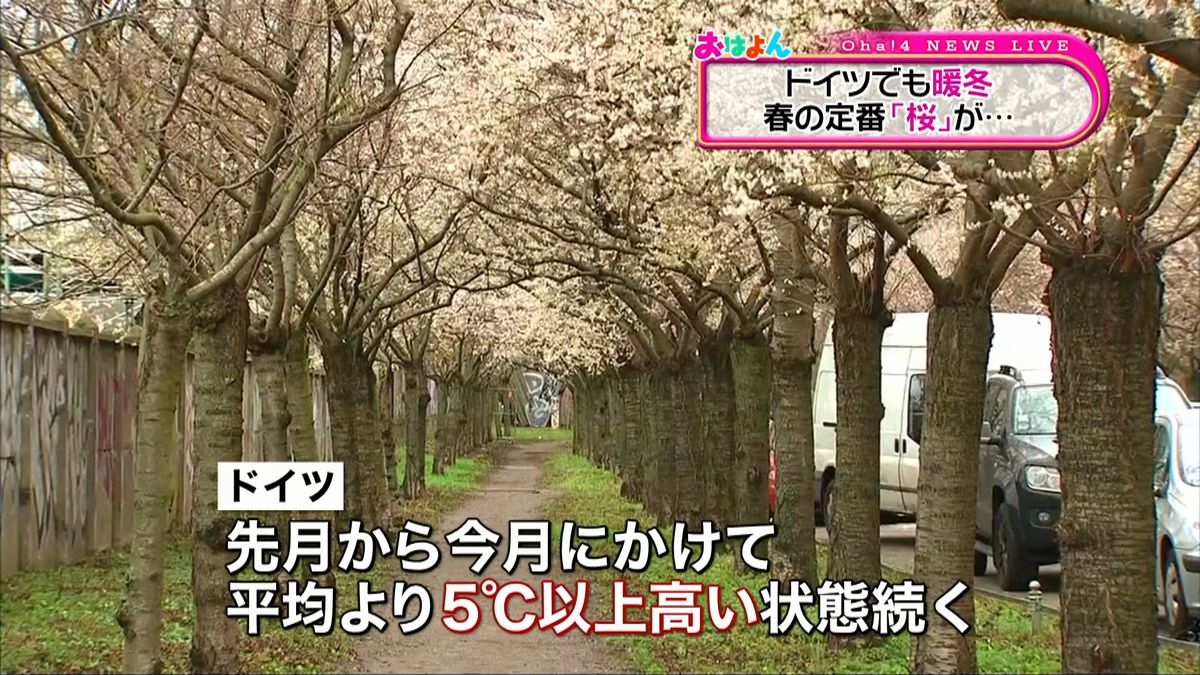 暖冬のドイツで“桜”開花