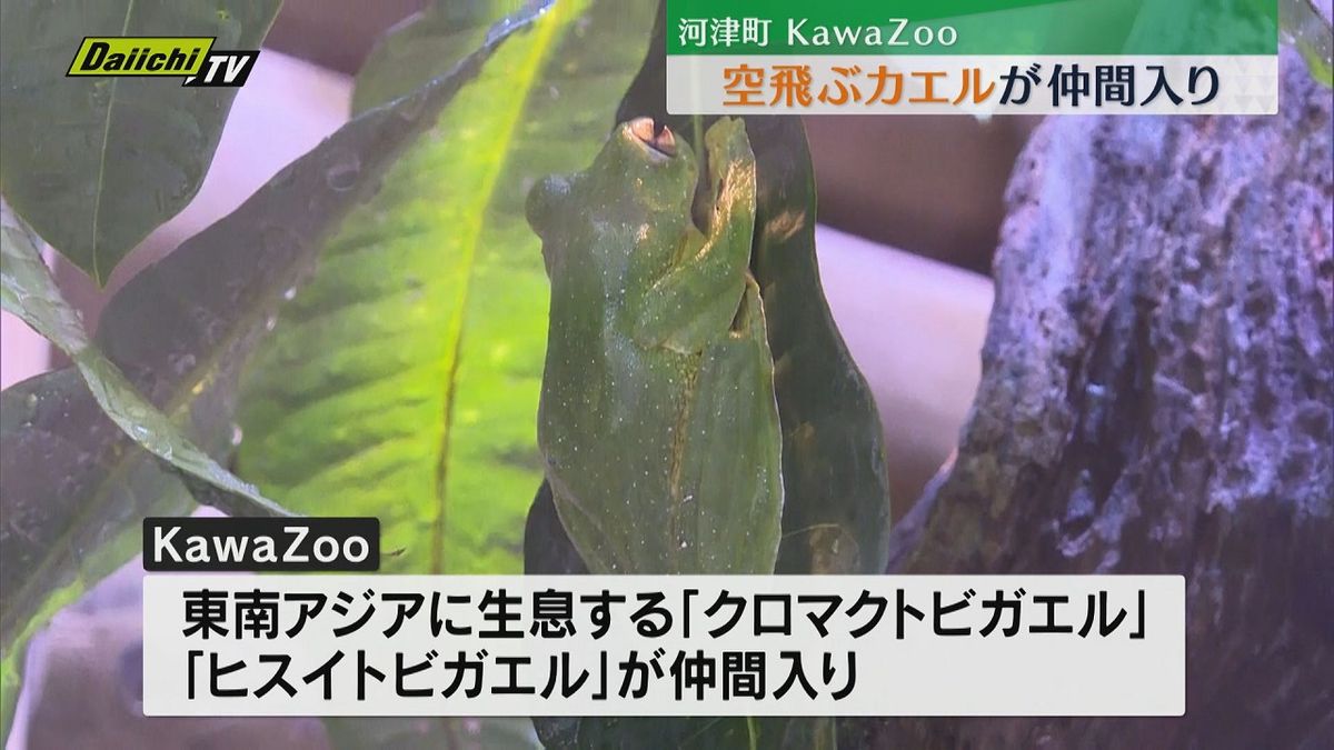 体感型カエル館「KawaZoo（カワズー）」に空飛ぶカエルが仲間入り（静岡・河津町）