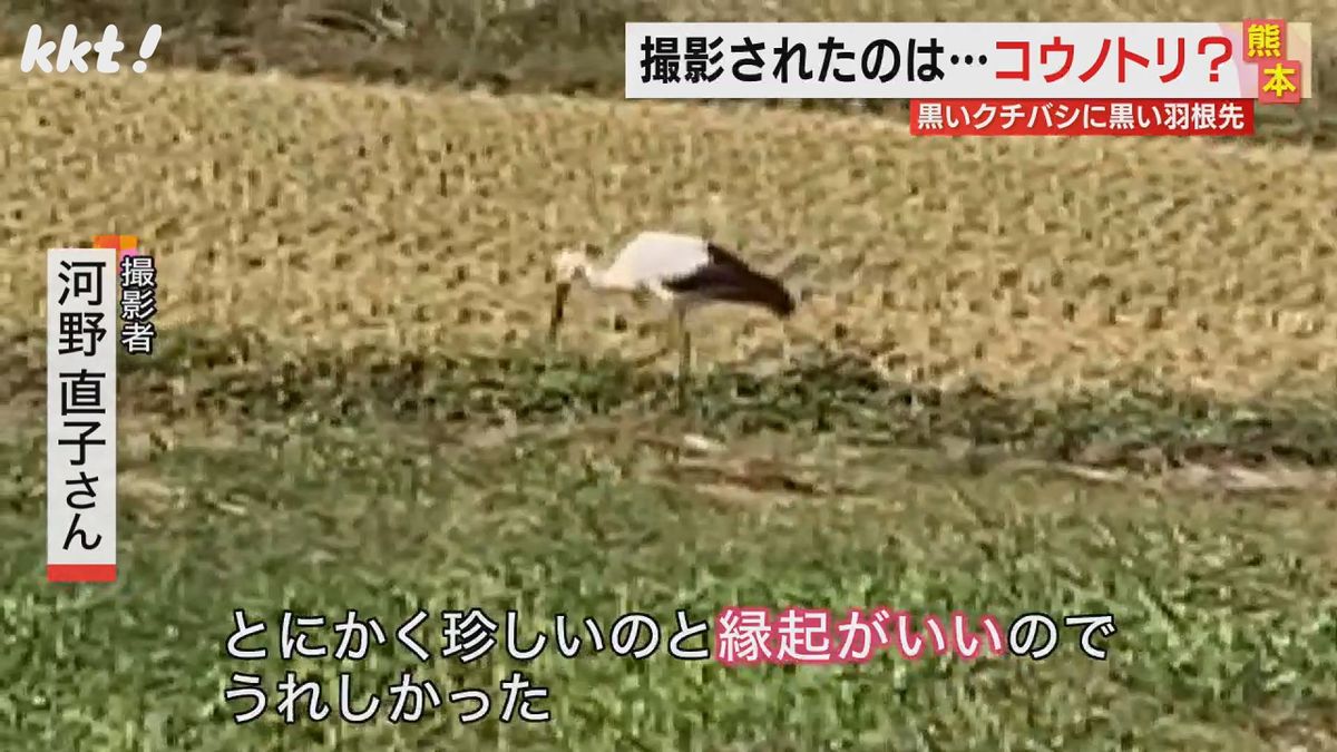 国の特別天然記念物･コウノトリか!?熊本県内で撮影された動画 専門家の見解は