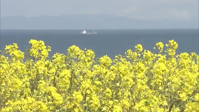 春の訪れ　2500万本の菜の花咲き誇る「長崎鼻」　13日からは天気回復し暖かい日続く見込み　大分