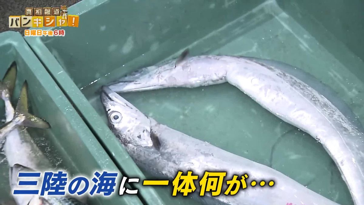 三陸の海に“海洋熱波”　海面水温“異常上昇”…伊勢エビにも異変…桝が目撃【バンキシャ！】