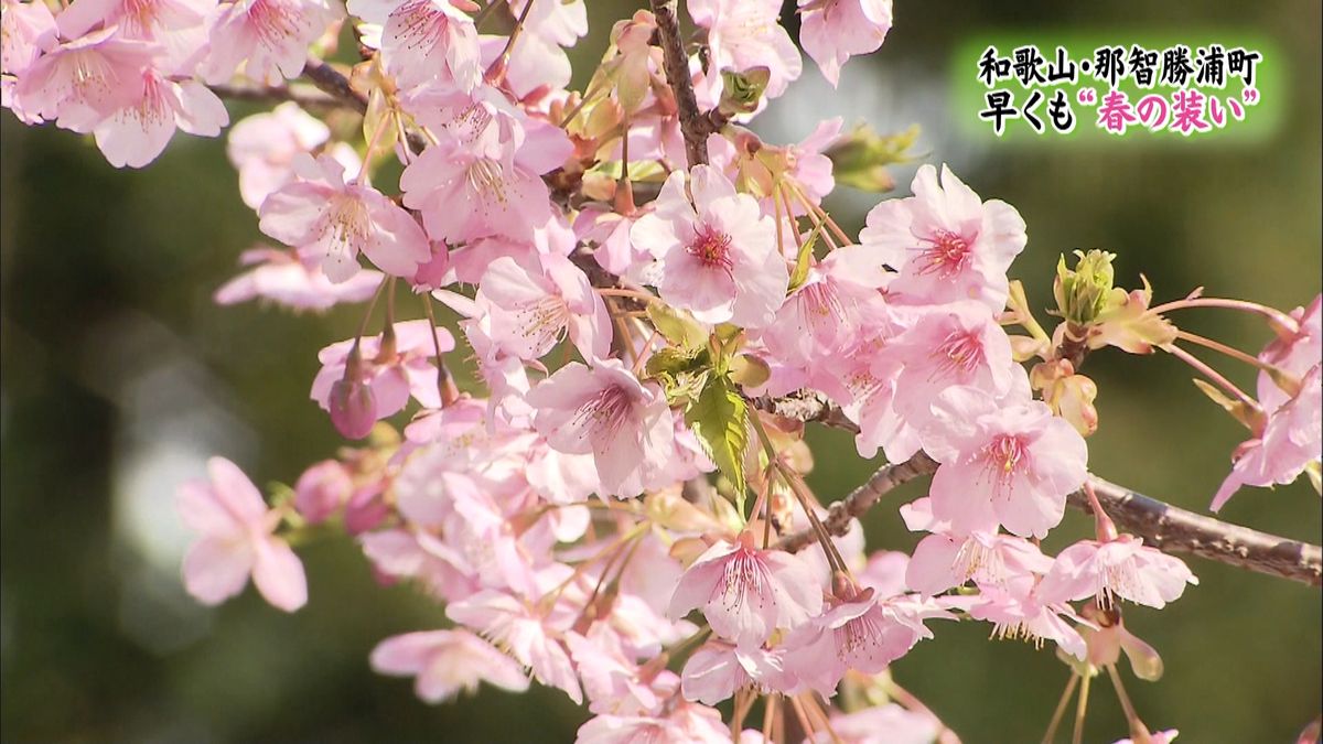 早咲き桜が次々開花、週末まで見頃　那智山