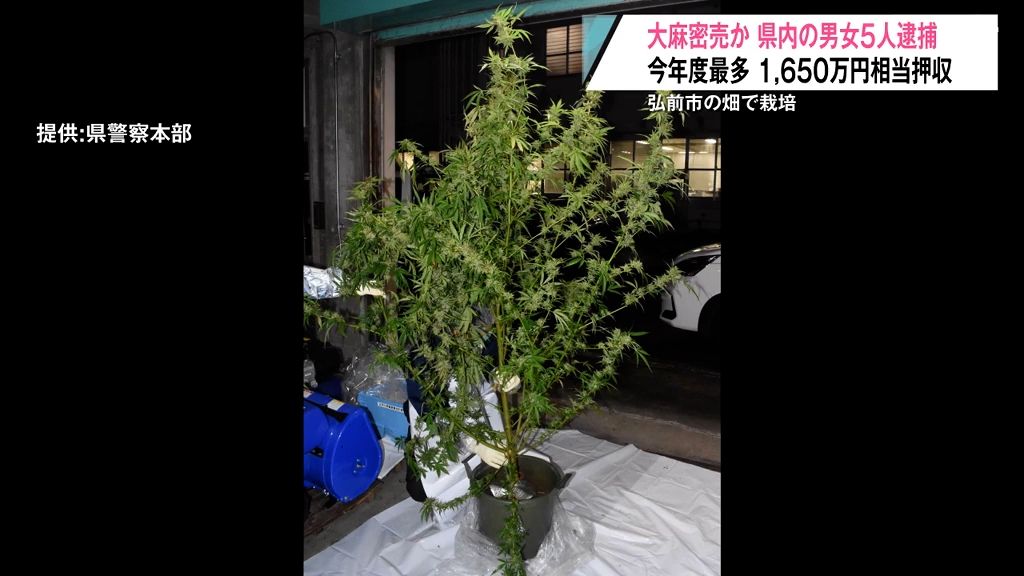 1,650万相当の大麻押収　青森県内の“売人”たち5人逮捕