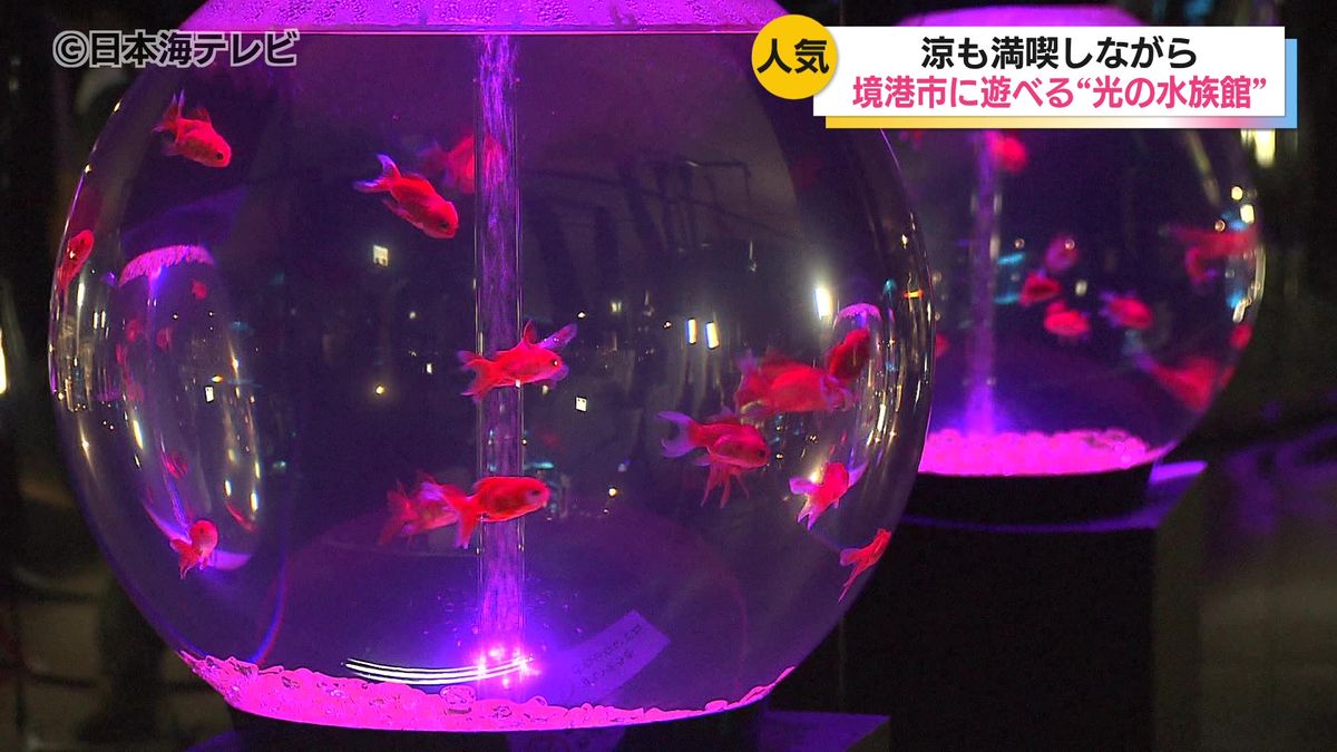 「楽しい、お魚好き」 70種類の魚や水の生き物が幻想的な光とともに展示　移動水族館「あそべる光の水族館」が連日家族連れで盛況　鳥取県境港市