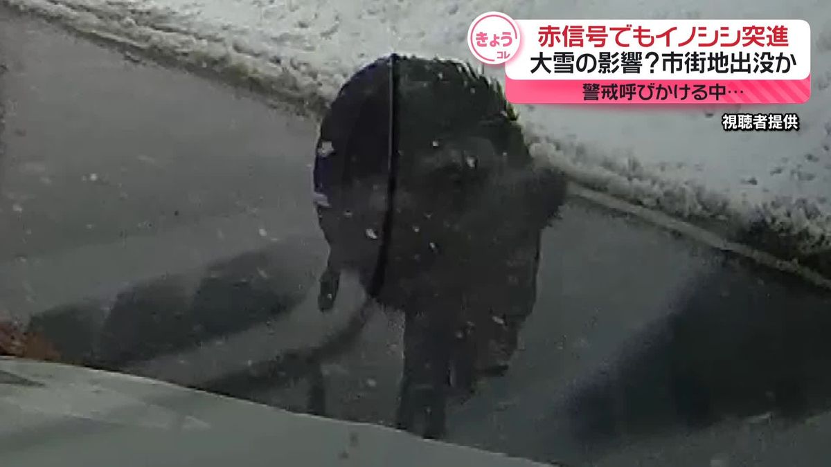 赤信号でもイノシシ突進　除雪影響で市街地出没か　新潟・上越市