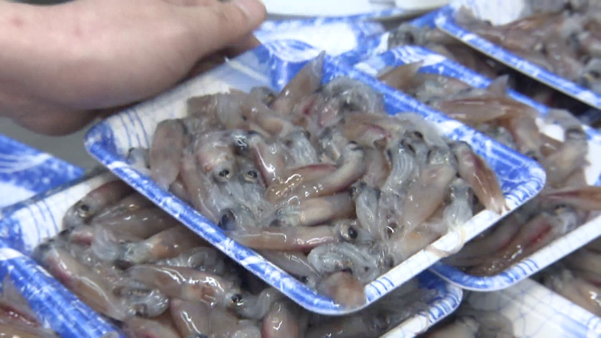 豊漁の「ホタルイカ」　価格は去年の3分の1に！　これから旬を迎える愛知県の「シラス」にも期待！