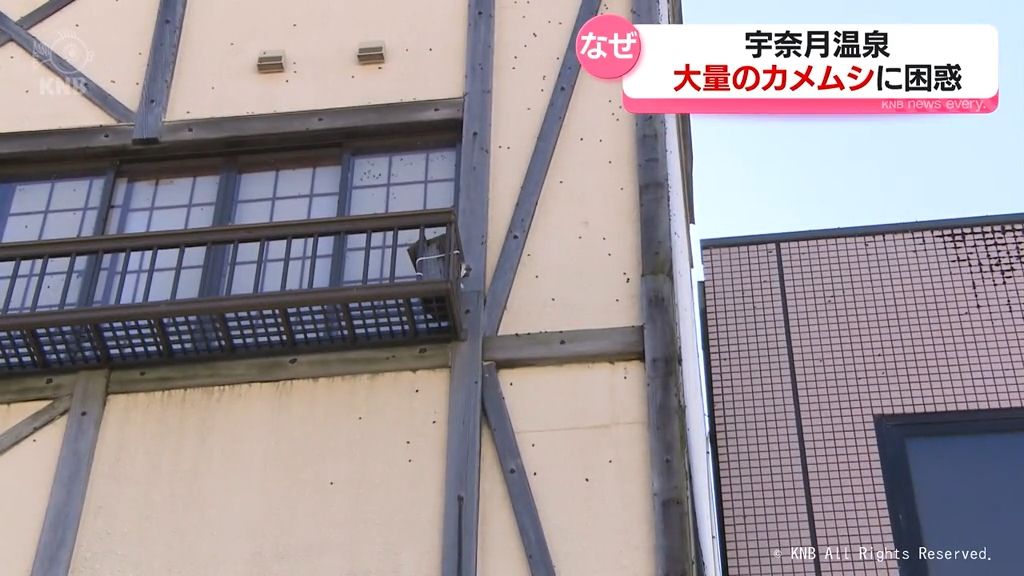 温泉街に”招かれざる客”　カメムシ大量発生で困惑広がる