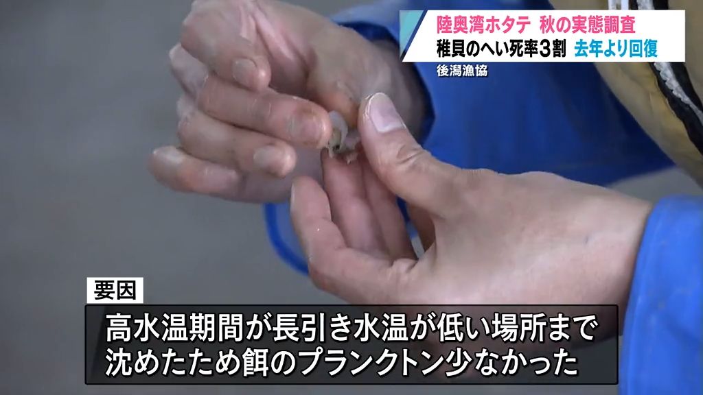 去年大量へい死の陸奥湾ホタテ　秋の実態調査始まる　稚貝への影響は？　青森県青森市