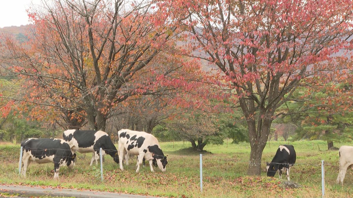 冬近づく　山形市の西蔵王高原のウシたちが下牧　200キロ体重が増えた乳牛も