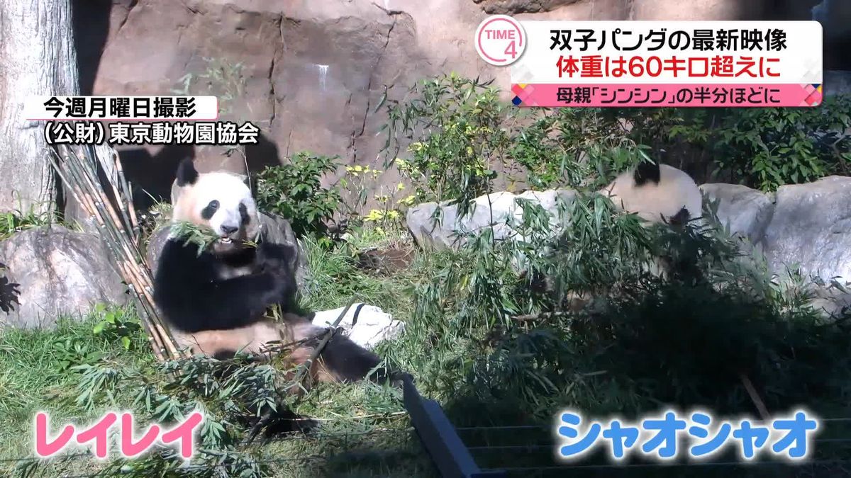 上野動物園の双子パンダ、最新映像を公開　体重60キロ超える　どのタケを食べるか“悩む”様子も