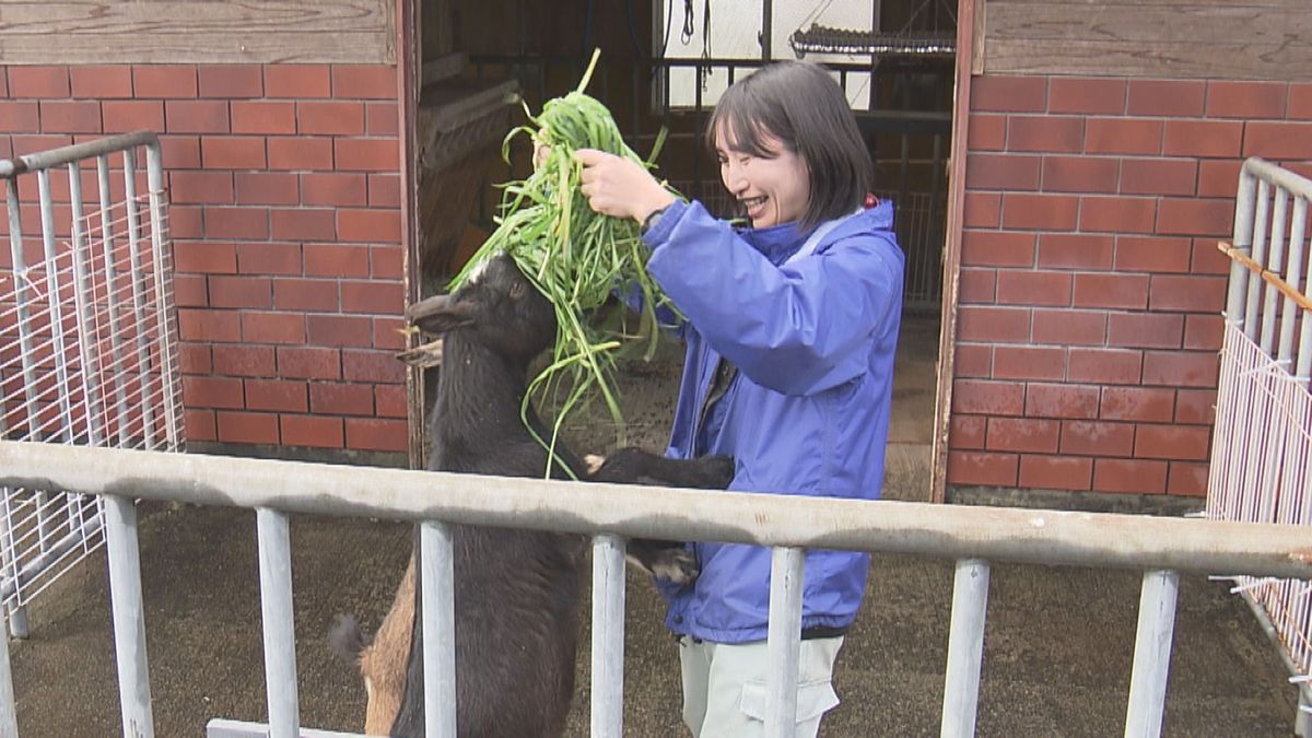 ニューフェースが仲間入り！　モルモットやヤギなど新たに　足羽山動物園の屋外展示が再開