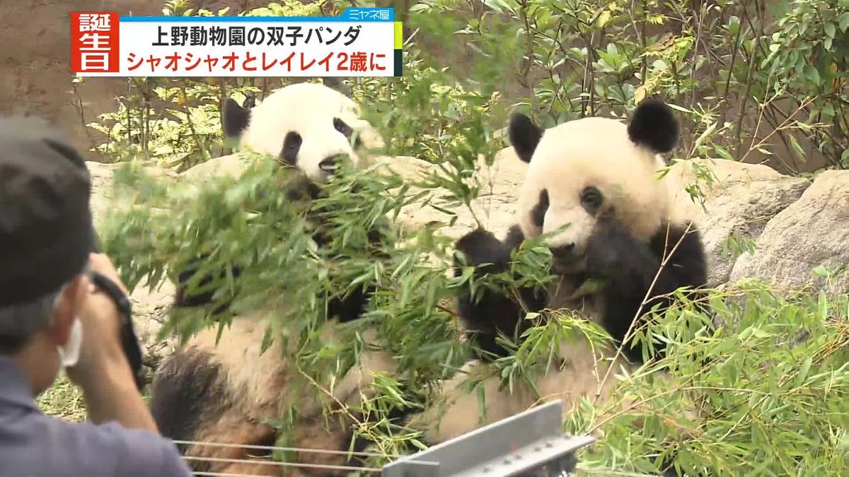 上野動物園の双子パンダ、シャオシャオとレイレイ2歳に　誕生日祝おうと多くの来園者