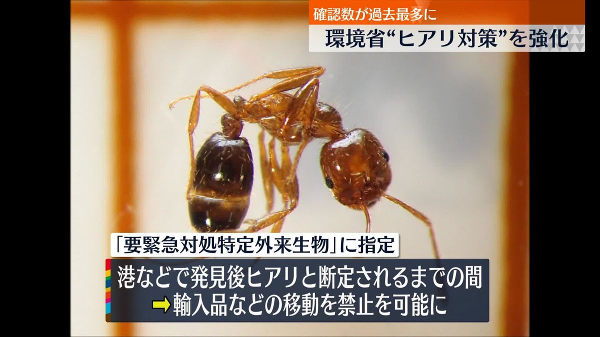 環境省が“ヒアリ対策”を来年4月から強化へ　刺されると最悪「死に至るおそれ」も