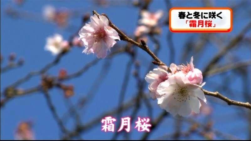 春と冬に２度…「霜月桜」咲く　高山市