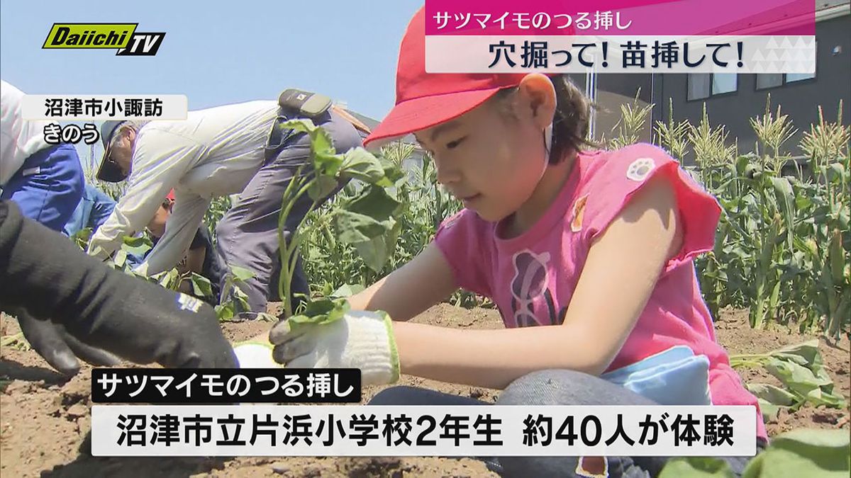 食育で小学生たちがサツマイモのつる挿し体験（静岡・沼津市）