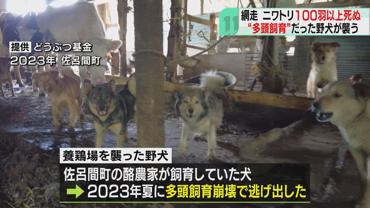 「多頭飼育崩壊」逃げた犬が野生化の恐怖…養鶏場襲われニワトリ１００羽以上死ぬ　北海道網走市