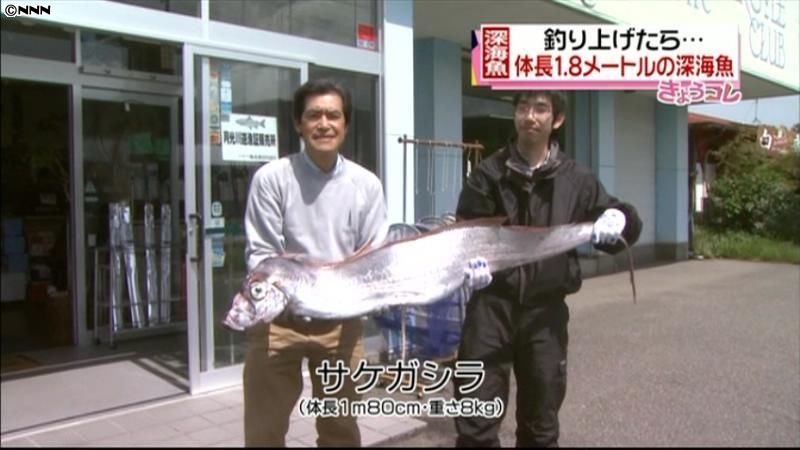 酒田市の港で深海魚「サケガシラ」釣れる