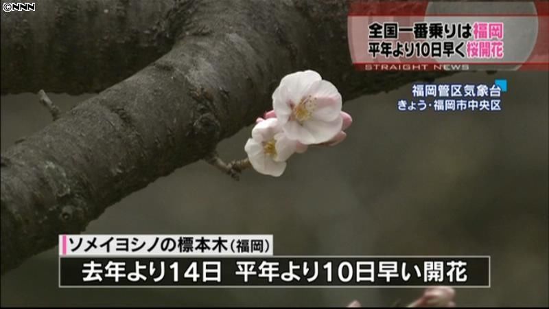 全国一早く　福岡市で桜が開花