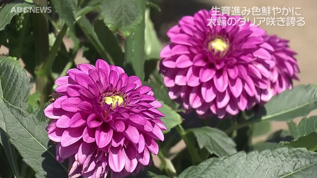 ふりそそぐ日差しの中大輪の花広がる　秋田国際ダリア園