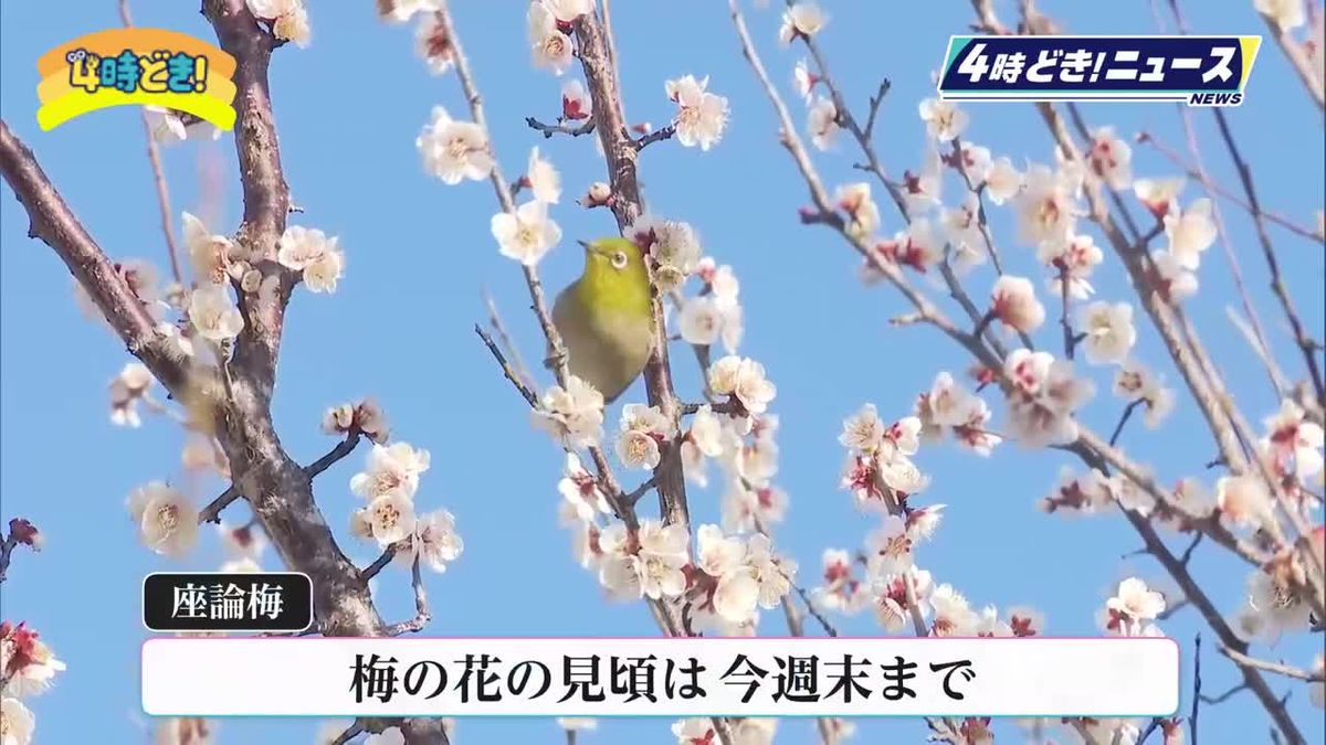 ようやく…梅が見ごろに　寒波過ぎ去り各地で気温上昇