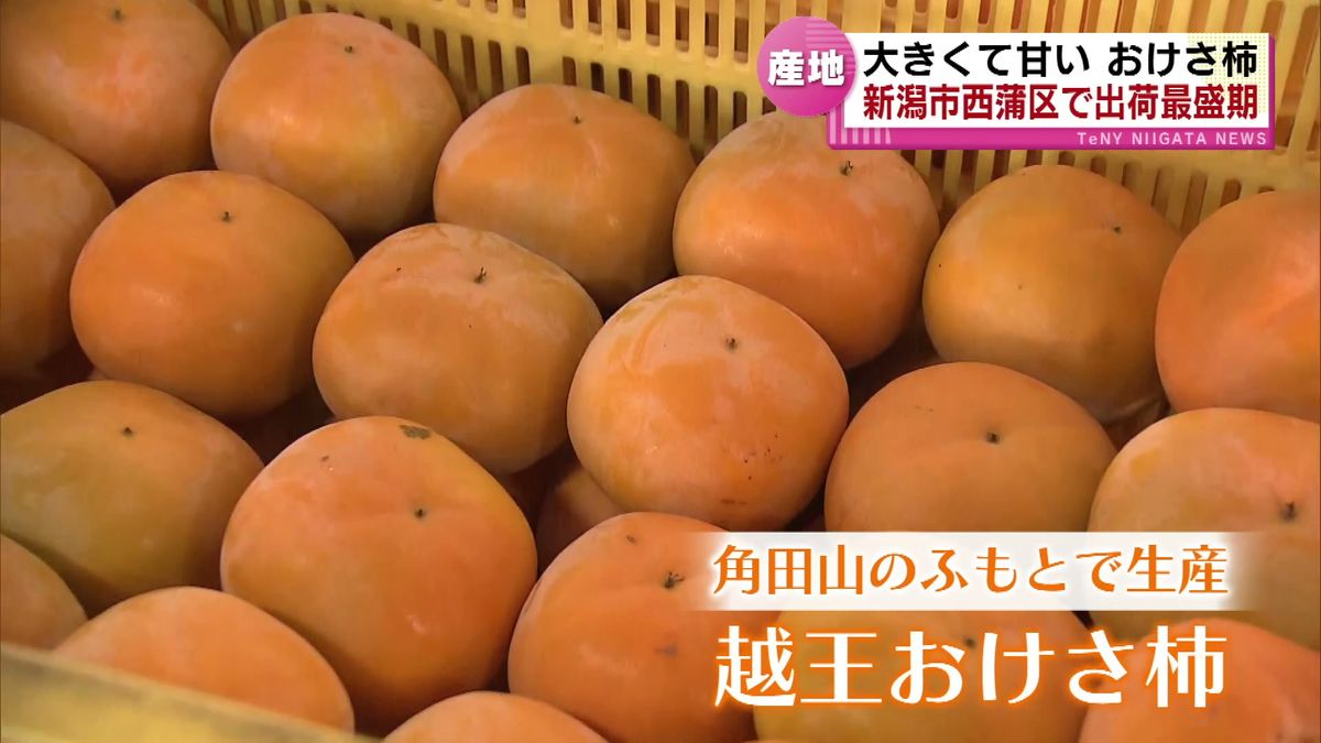 【秋の味覚】おけさ柿が出荷ピーク　県内第2位の出荷量　新潟市西蒲区で最盛期　今季は2100トンの出荷見込み　《新潟》