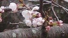 福岡でソメイヨシノが開花　全国で２番目