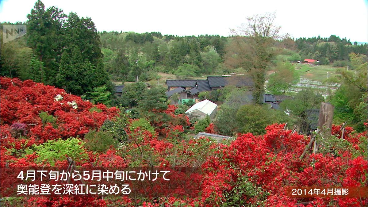 能登のきらめき～奥能登を染める深紅、のとキリシマツツジ～