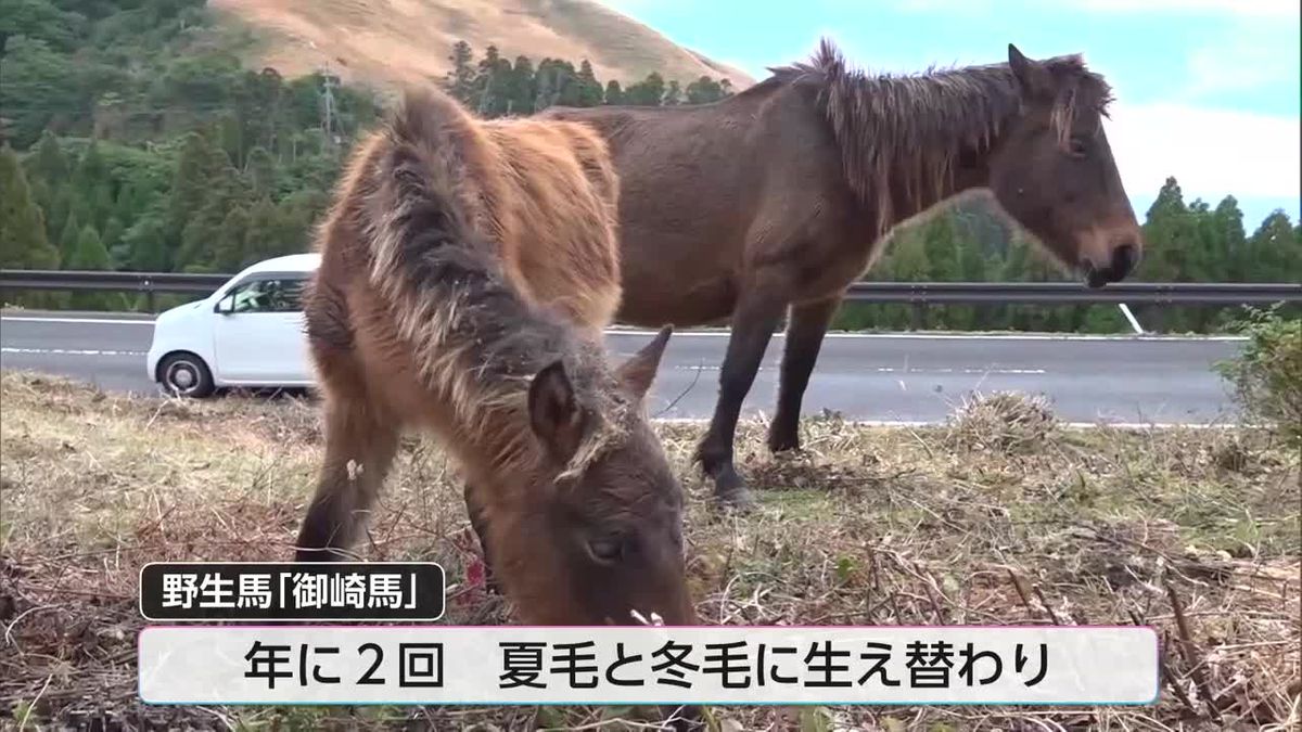 野生馬も衣替え 　都井岬の御崎馬がふわふわの冬毛に