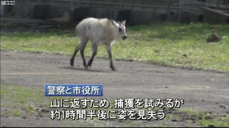 住宅街にニホンカモシカ出没　新潟・妙高市