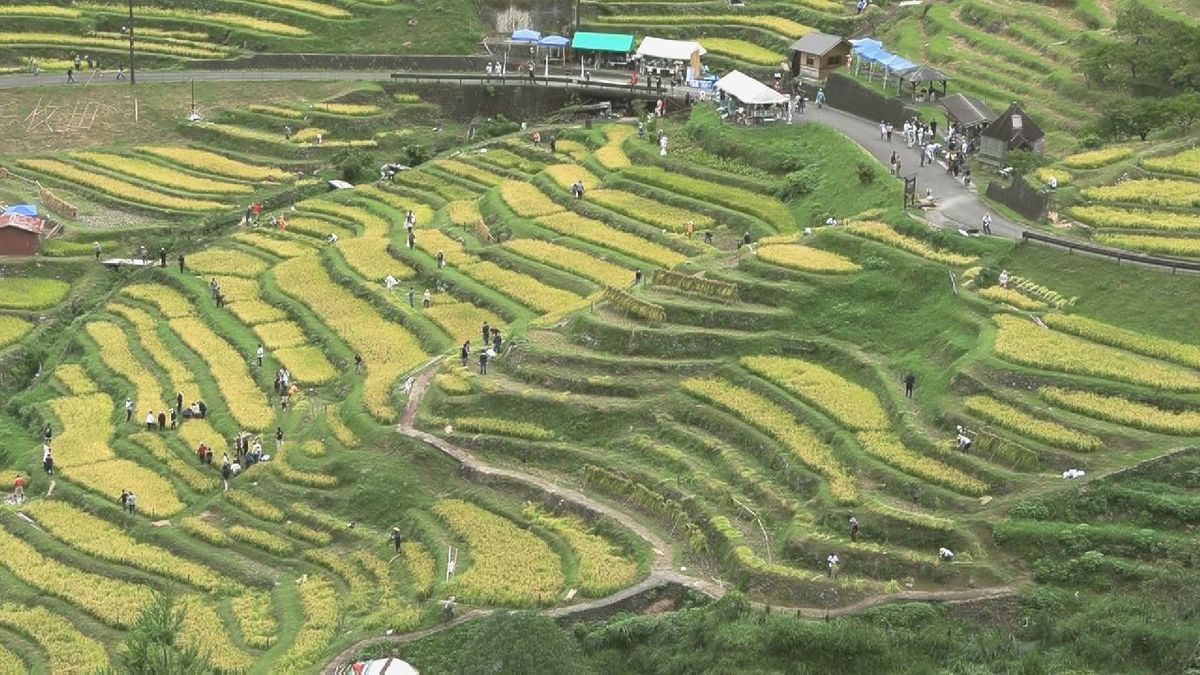 「丸山千枚田」で稲刈り　三重・熊野市紀和町