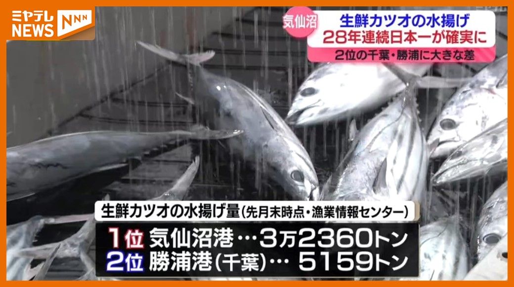 ＜28年連続『日本一』が確実＞気仙沼港の”生鮮カツオ”水揚げ　”黒潮の勢力強く継続的に群れが来遊”（宮城）