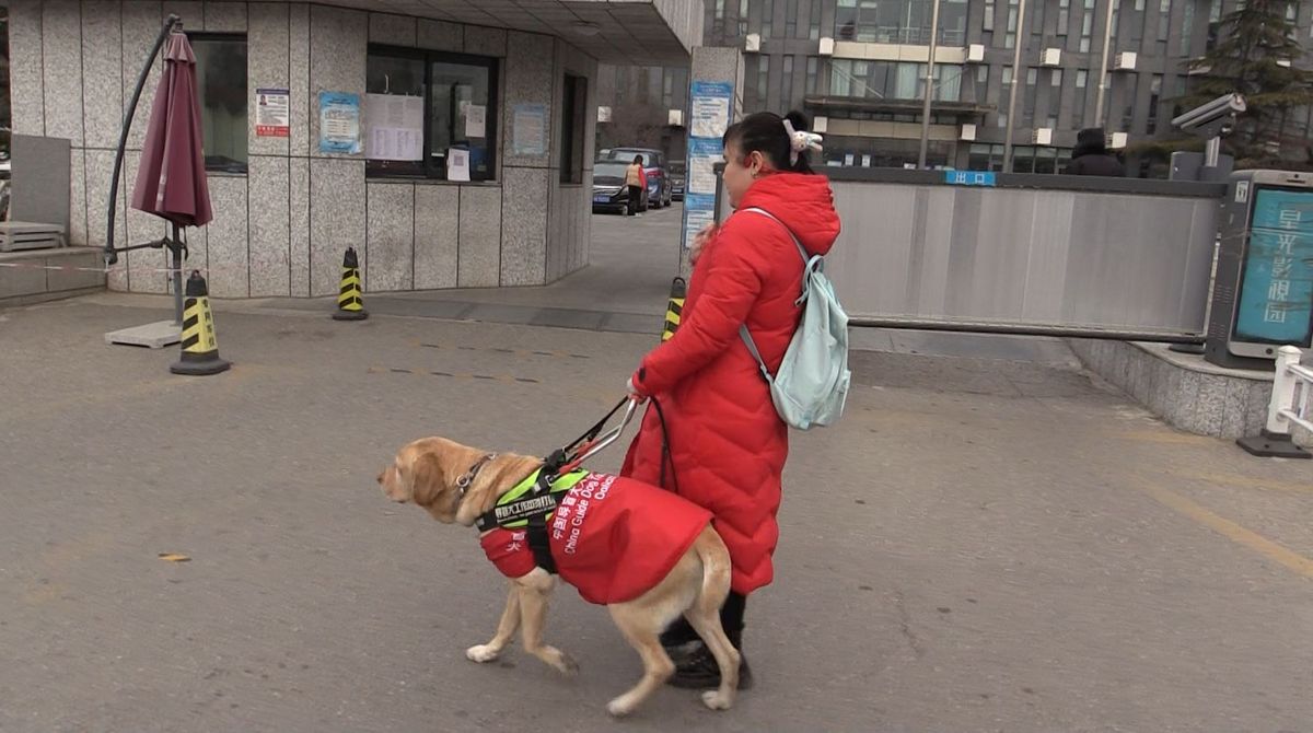 盲導犬と通勤する周トウさん(31)