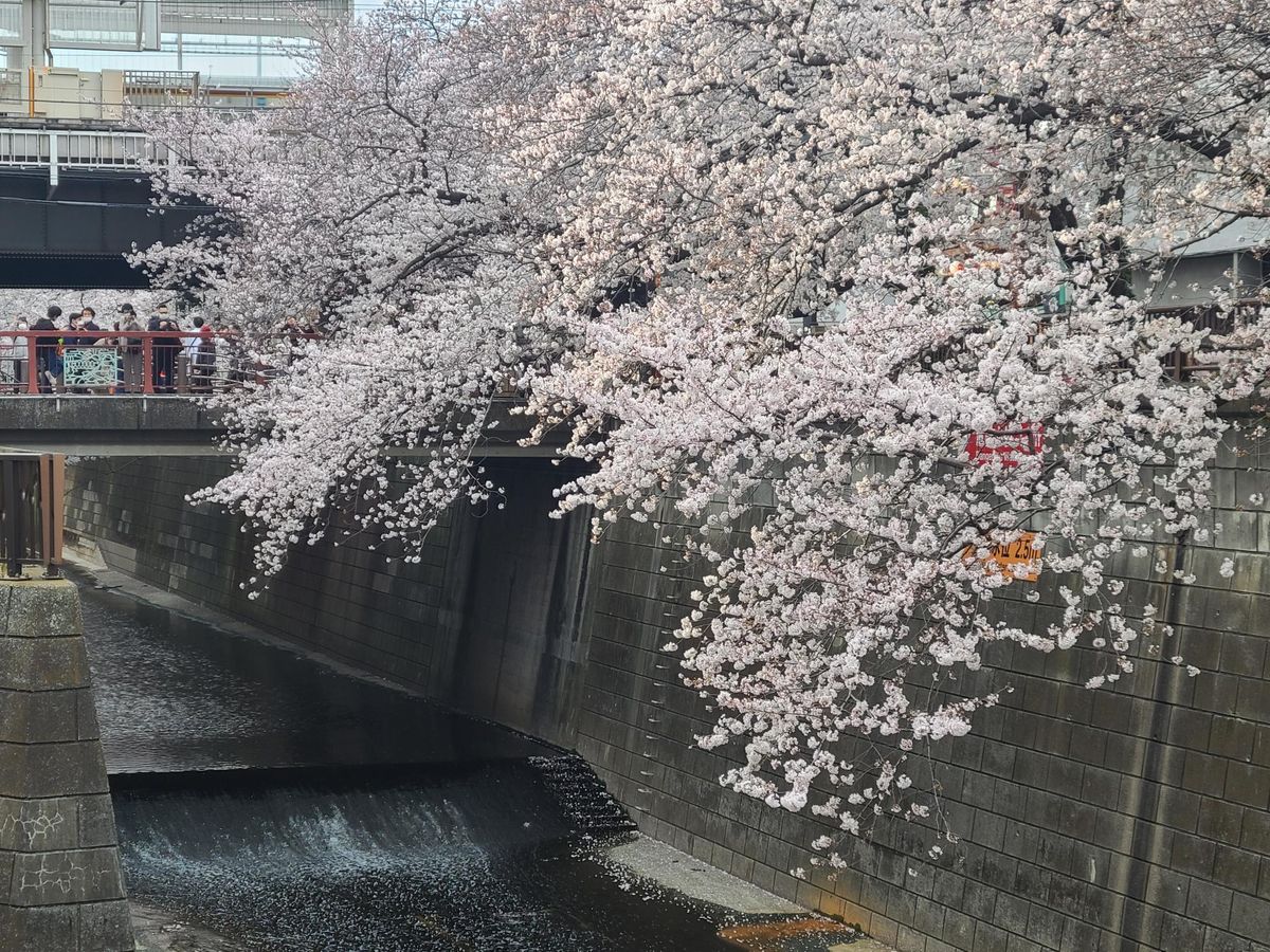 東京などでサクラ満開に