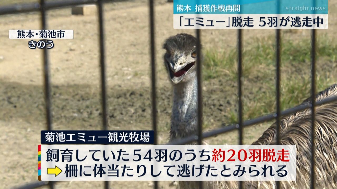 ５羽の「エミュー」逃走中 捕獲作業を再開（2021年10月7日掲載）｜日テレNEWS NNN