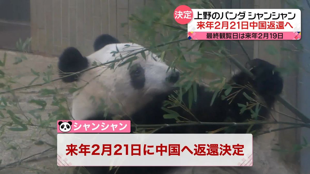 上野動物園のパンダ・シャンシャン　来年2月21日返還へ…最終観覧日は2月19日