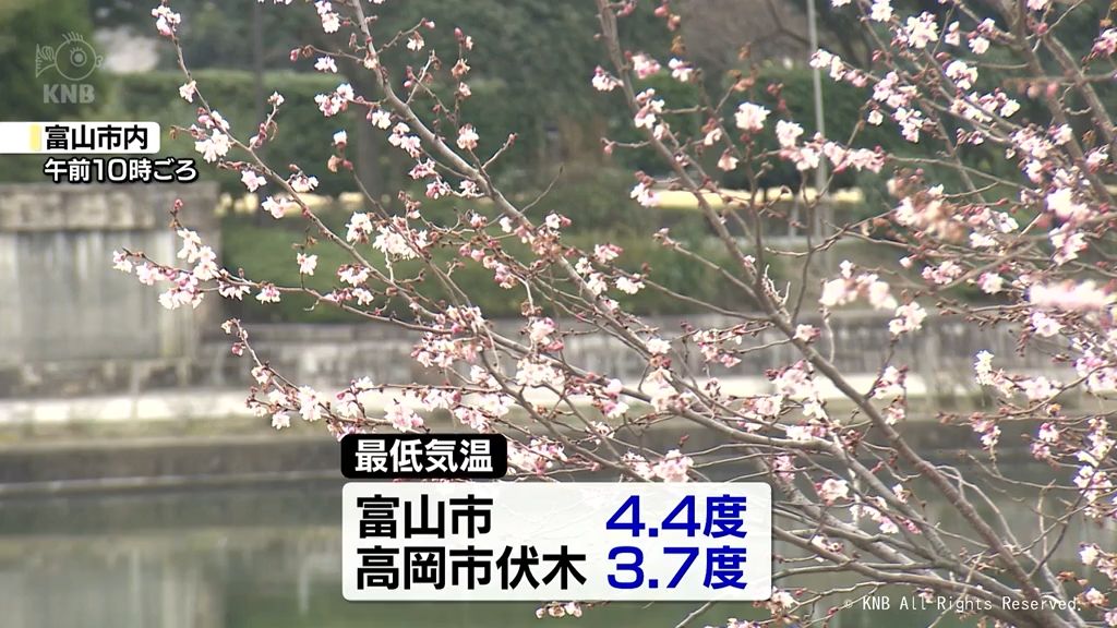 富山県内雲が広がる　スギ花粉の飛散「非常に多い」見込み